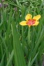 Mexican shellflower, Tigridia pavonia, yellow colour